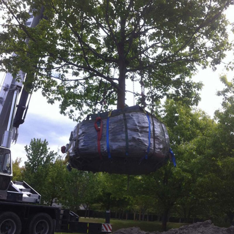 TreeCare-Transplanting-1