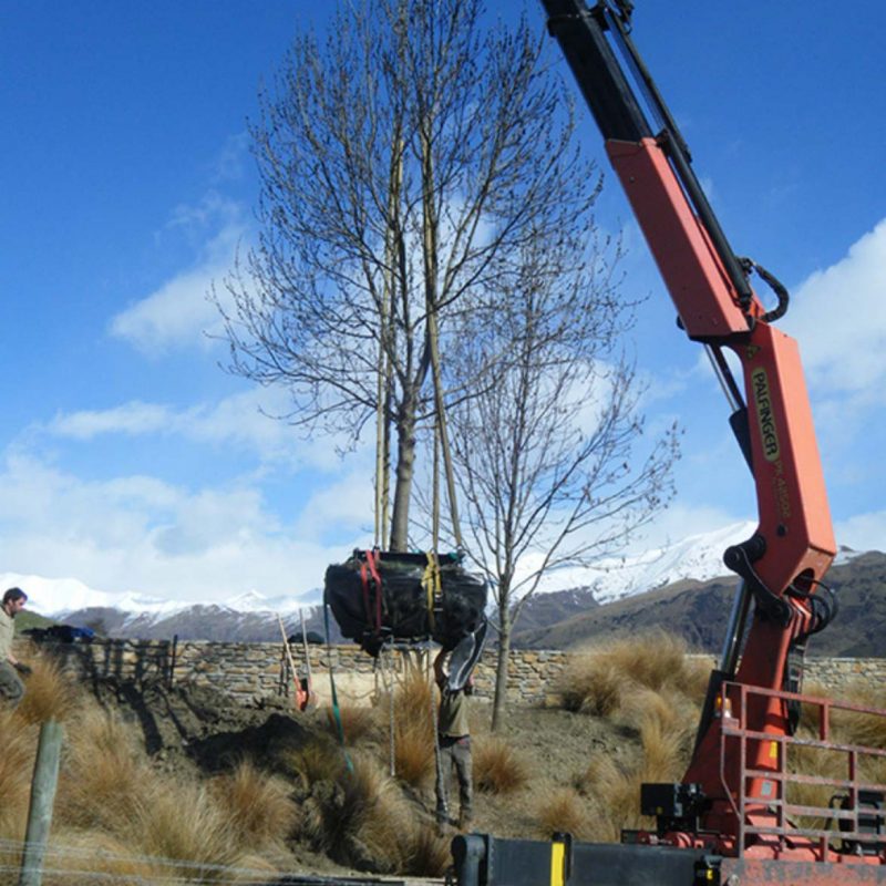 TreeCare-Transplanting-2