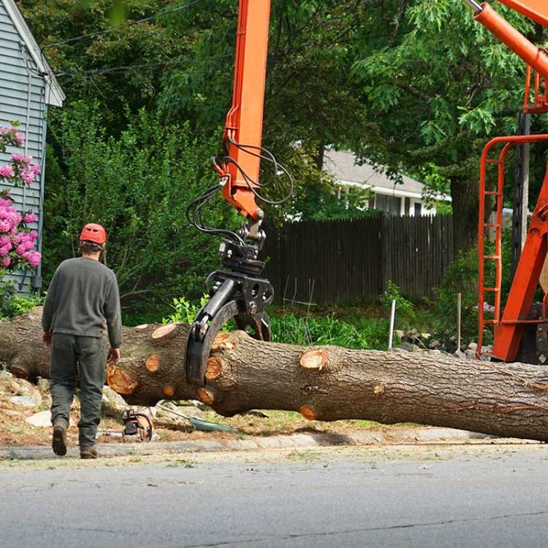 removed tree trunk by crane in residential area