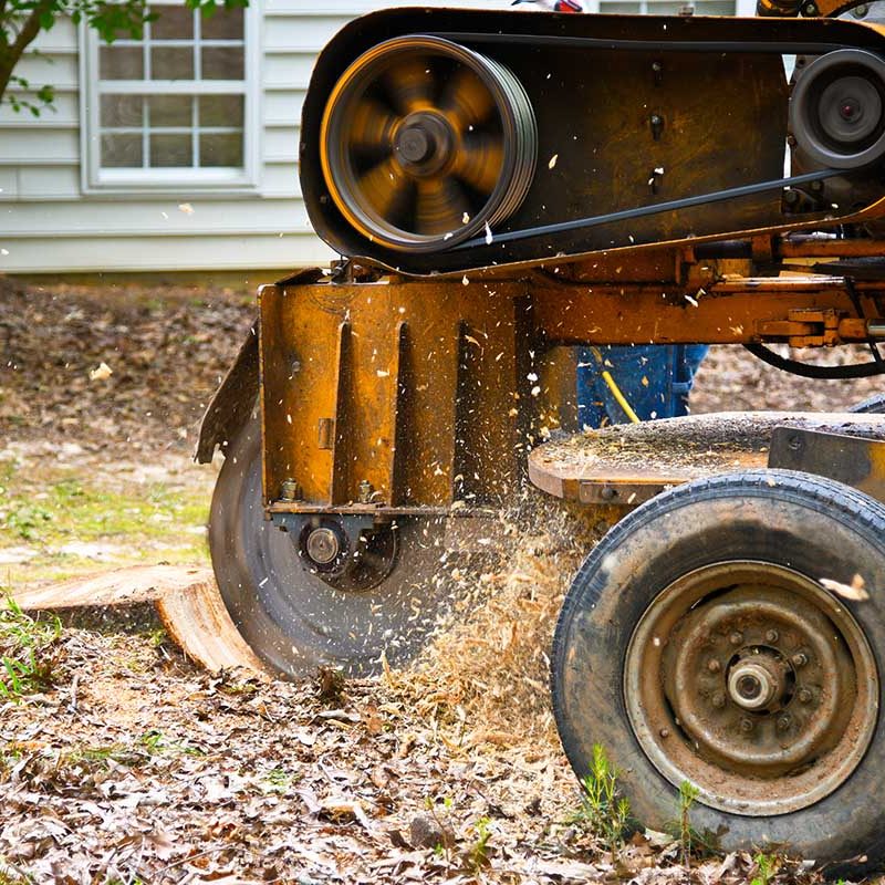 A Stump Grinding Machine Removing a Stump from Cut Down Tree