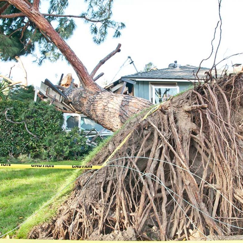 Tree crashes into home and exposes roots