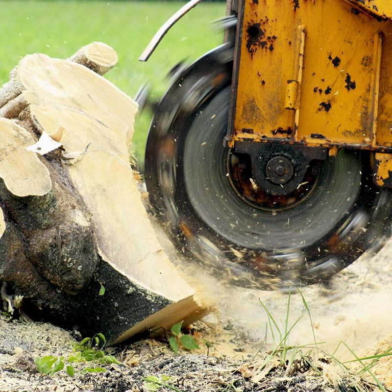 Stump Grinding a Tree Trunk