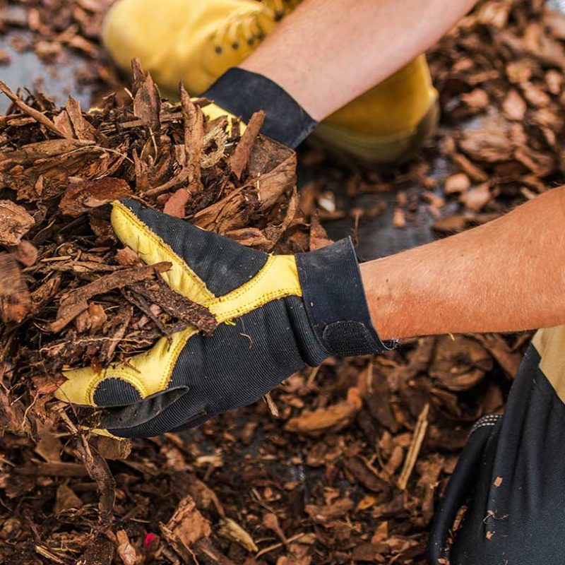 Garden Decorative Bark Chips in Gardeners Hands. Landscaping Industry Materials.