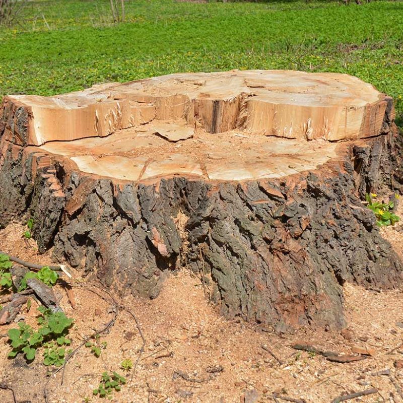 Trees stump with green grass in the forest