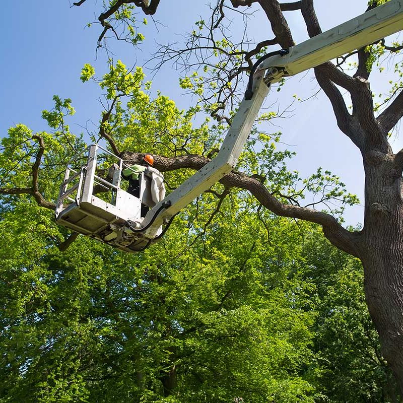 Gardener or tree surgeon pruning a tree using an elevated platform on the hydraulic articulated arm of a cherry picker