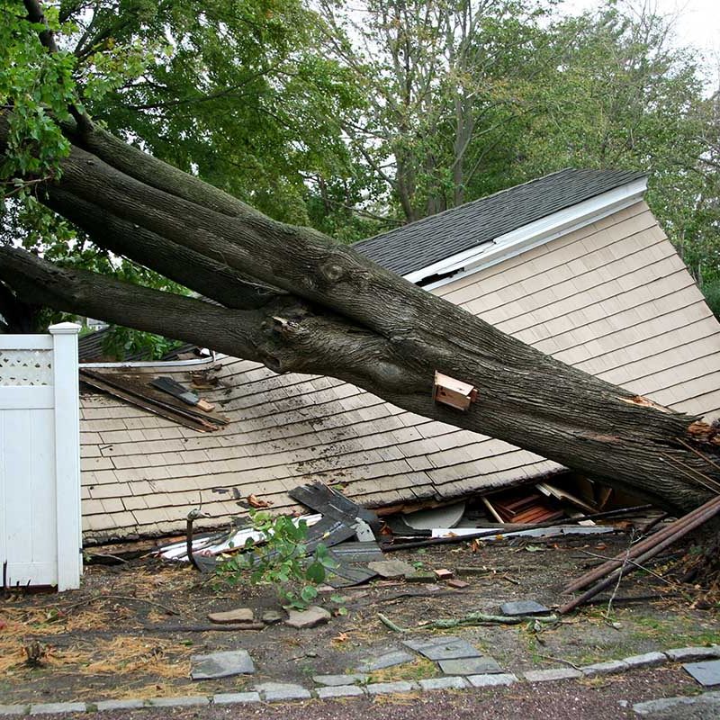 My neighbors garage has a tree on it after Super Storm Sandy