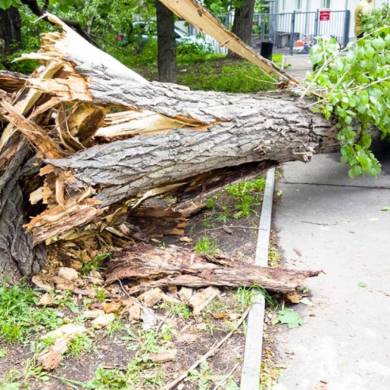 The aftermath of a hurricane. Broken trees, fallen road signs.